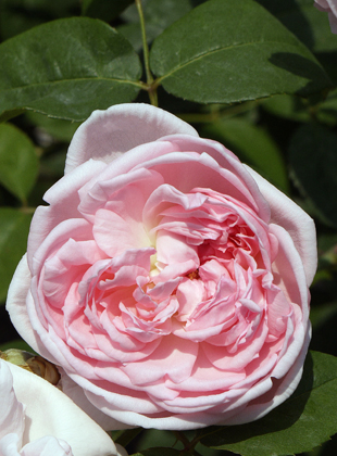 ERマサコ_1120086.jpg