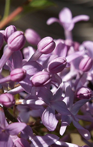 P1013127-0325lilac.jpg