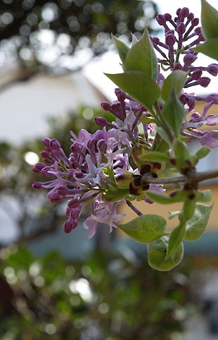 P1013128-0325lilac.jpg