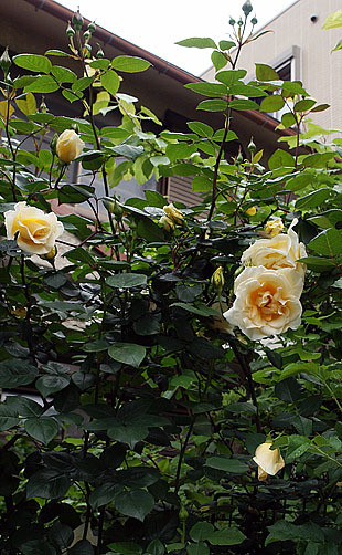 P1013147-0428.jpg