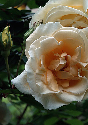 P1013153-0428.jpg