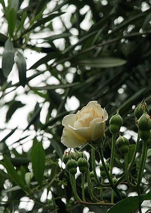 P1013158-0428.jpg