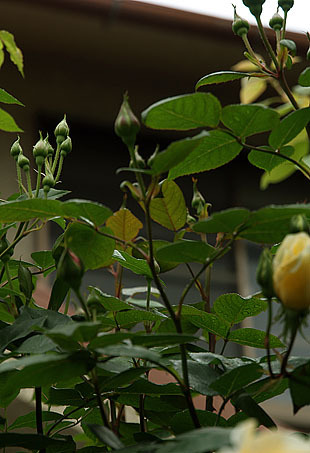 P1013160-0428.jpg