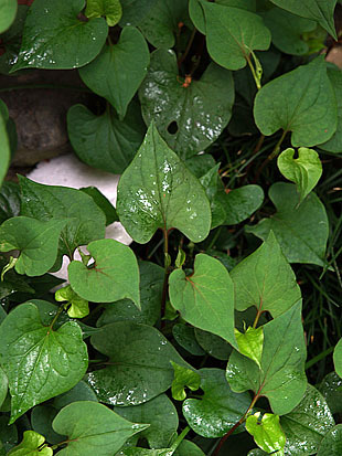 P1013163-0428.jpg