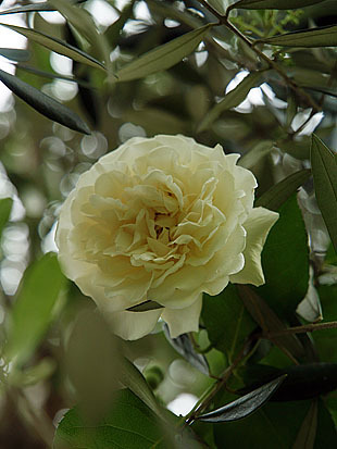 P1013165-0428.jpg