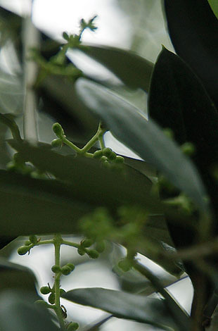 P1013166-0428.jpg