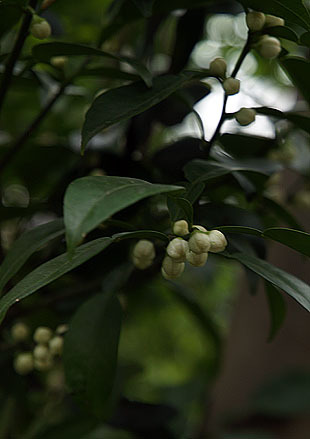 P1013169-0428yuzu.jpg