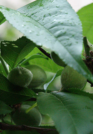 P1013178-0428.jpg