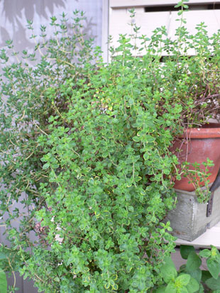 P1070449_2.jpg