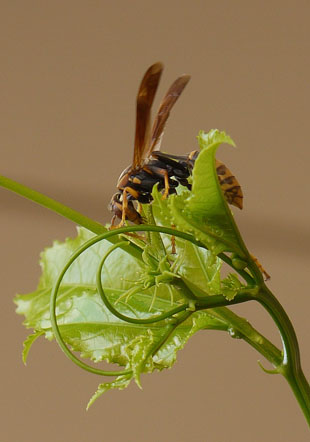 P1140282bee.jpg
