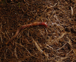 _1100806earthworm.jpg