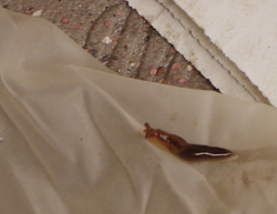 _1100807slug.jpg