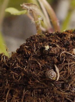 _1100811snail.jpg