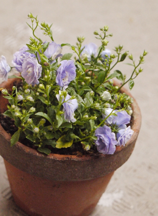 _1100813Campanula.jpg