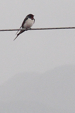 _1100854swallow.jpg