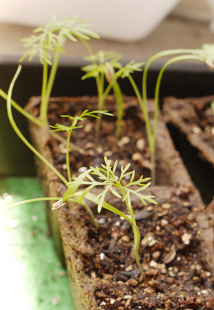 _1110396Fennel0515.jpg