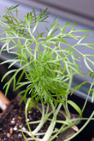 _1110855Fennel0530.jpg