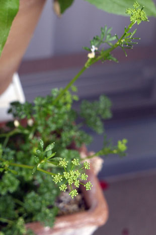 _1120825parsley.jpg