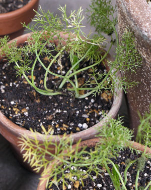 _1120939Fennel0626.jpg