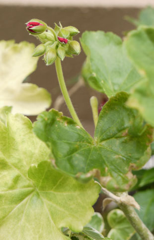 _1140325Geranium.jpg