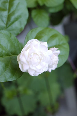 _1140360jasmine.jpg