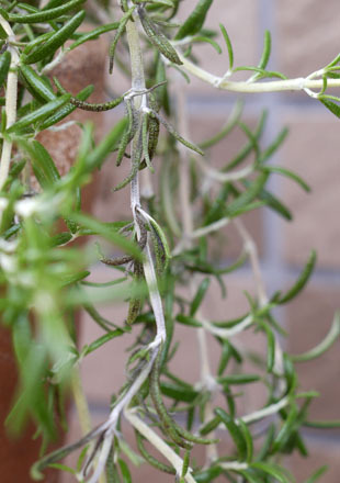 _1230936-0510.jpg