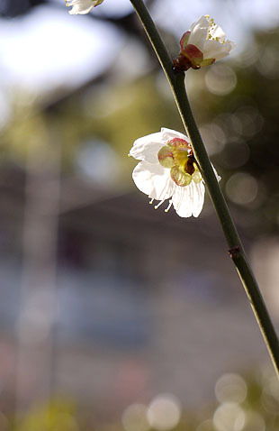_1310544-0225.jpg