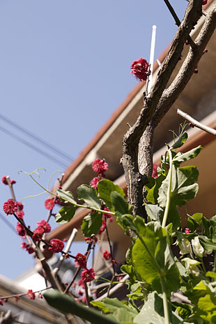_1310566-0225.jpg