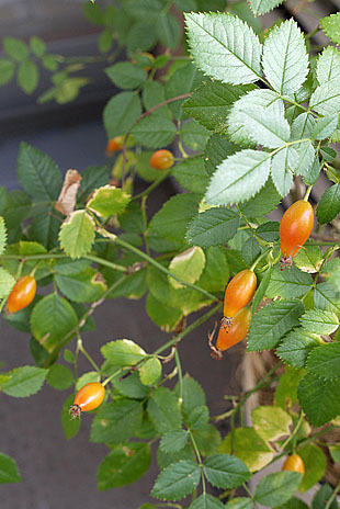 _1340056-0812.jpg