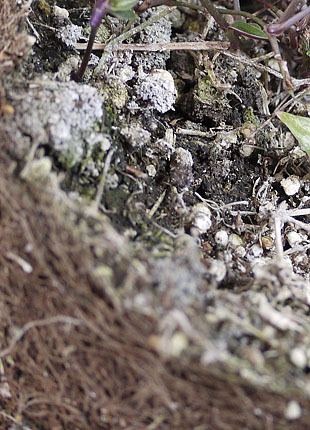 _1350798-0430.jpg