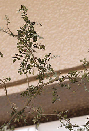 _1360647-0806.jpg