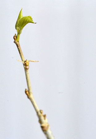 _DSH4400-0305.jpg