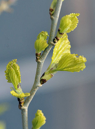 _DSH4485-0330.jpg