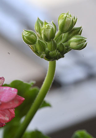 _DSH4852-0511.jpg