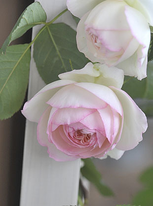 _DSH4900-0513.jpg