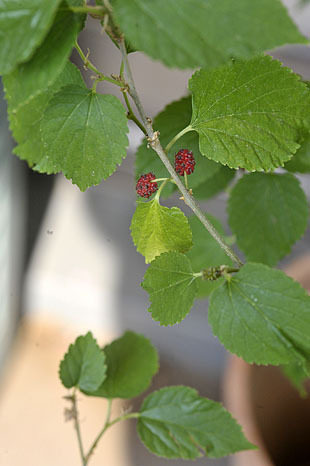 _DSH5022-0531.jpg