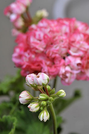 _DSH5036-0531.jpg