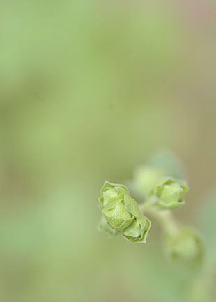 _DSH5094-0604.jpg