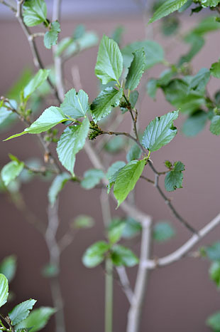 _DSH6175-0508.jpg