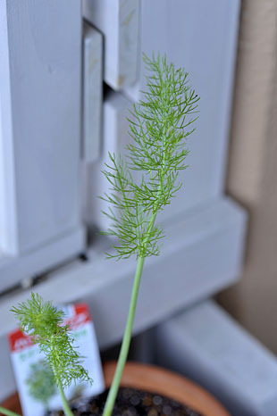 _DSH6315-0618.jpg